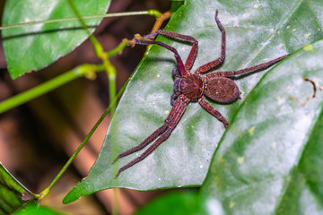 Brown spider on green leaf