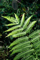 Fern Leaf