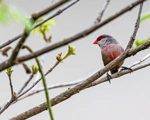 A colorful little bird with a red beak brought from Africa to Brazil