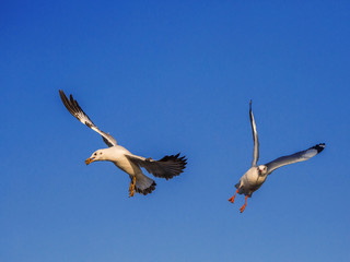 Seagulls flying in the sky.