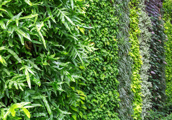 Vertical garden with vegetation in the park.