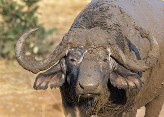 Obraz premium Portrait of one cape buffalo covered in mud to seek protection from flies in Kruger National Park, South Africa