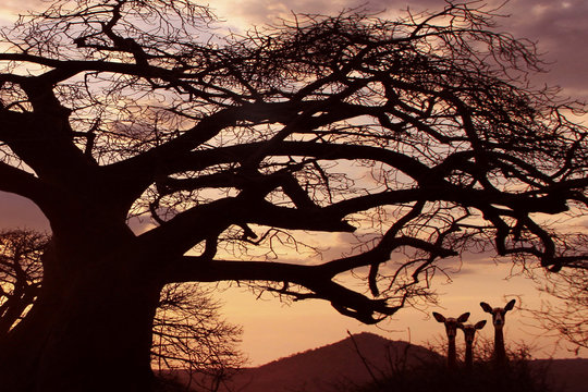 Afrikanische Affenbrotbaum (Adansonia digitata) auch Afrikanischer Baobab bei Abendlicht