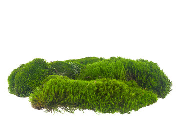 Green moss, turf isolated on a white background close-up.