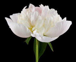 White peonies isolated on a black background close-up.