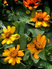 Blooming yellow zahara zinnia flowers in a garden