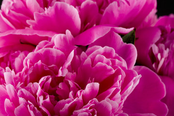 Pink peonies isolated on a black background close-up.