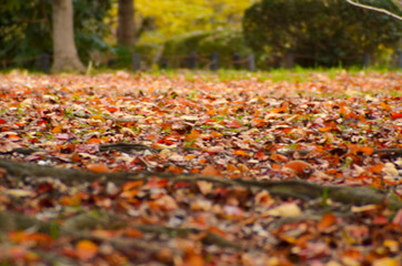 落ち葉　秋　紅葉