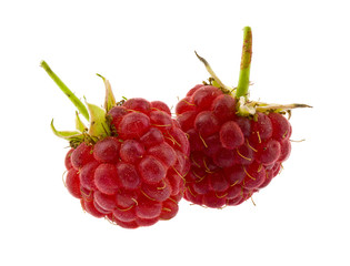 Red juicy ripe raspberry berries Isolated on a white background close-up.