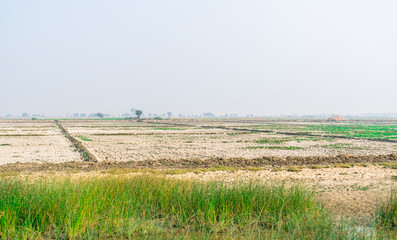 field of wheat with water storage