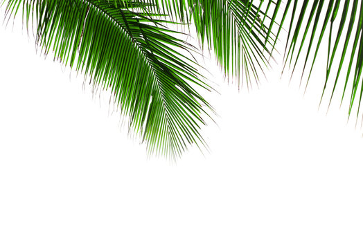 Green palm leaves isolated on white background