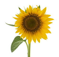 Sunflower isolated on white background closeup.