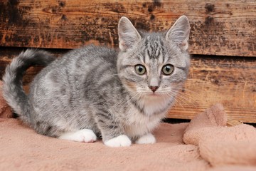 Obraz premium little gray kitten sits on a blanket in front of bucket of wood wall