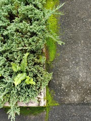 Mossy sidewalk and curb with evergreen ground cover