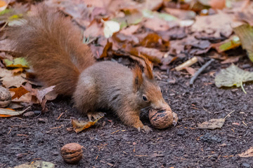 squirrel in the forest on a background of yellow leaves. A brown squirrel holds a walnut in his teeth.