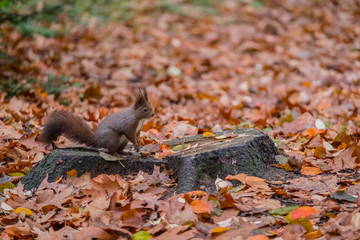 squirrel in the forest on a background of yellow leaves.