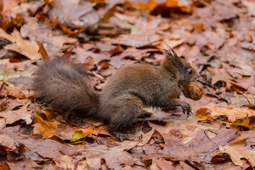 squirrel in the forest on a background of yellow leaves. A brown squirrel holds a walnut in his teeth.