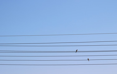 Birds on the wires (freedom concept)