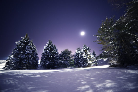 Night photo. Fluffy huge firs in the snow in a clearing. Winter night landscape.
