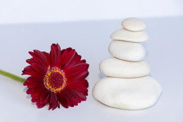 white stones in balance on white background with a red gerbera daisy, flower, . equilibrium and meditation. Peaceful and relaxing image.