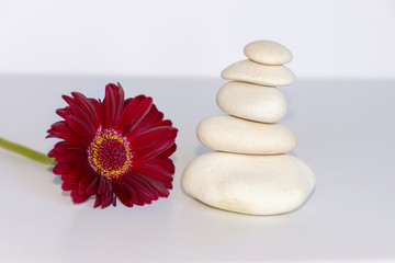 Fototapeta na wymiar white stones in balance on white background with a red gerbera daisy, flower, . equilibrium and meditation. Peaceful and relaxing image.