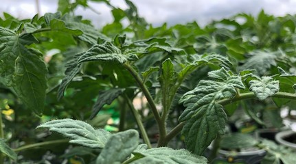 Medium wide shot of hybrid tomato leaves