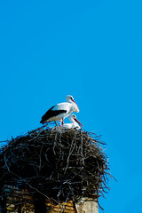 stork in its nest on a sunny winter day