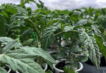 Close, side view shot of hybrid tomato leaves