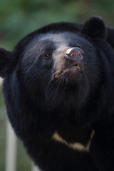 熊　ツキノワグマ