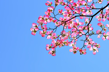 ハナミズキの花