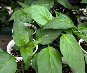 Close up of cayenne hot pepper plant in a white pot