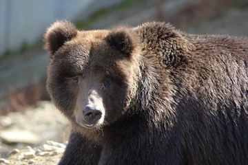 Fototapeta premium 熊 （ヒグマ、グリズリー）