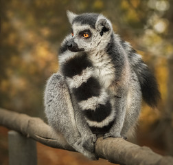 Katta auf dem Geländer