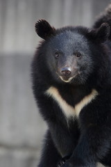 Fototapeta premium 熊 ツキノワグマ