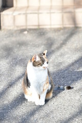 外猫（１０歳）