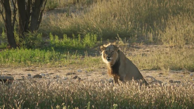 African Lion in the Kgalagadi Transfrontier National Park, Botswana
