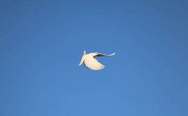 beautiful white dove is flying at the blue sky
