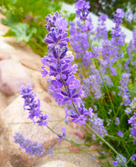 Purple Lavender blossom on stone background. Lavender bush growing in garden. Lavender flowers on ancient stone wall. Wild violet lavender blooming flowers. Provence nature. Countryside landscape