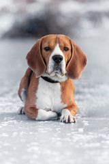 beagle lies on ice