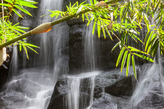 detail view of bamboo leaves with waterfall in bali indonesia © sculpies