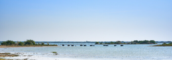 ナラヤンサロヴァー 水牛の行列 Narayan Sarovar グジャラート カッチ インド