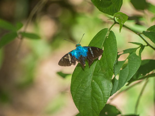 Blue butterfly in Tyrona park in Colombia
