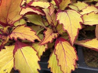 Close up of yellow and red sun coleus leaves in big pots