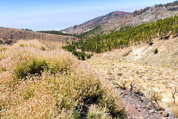 Parque nacional del Teide, Canary Islands, Spain. The road to the volcano Teide, beautiful landscape, vegetation, grass, bushes, the ground is covered in lava. After the eruption of the volcano. Luna