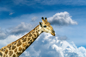 giraffe in kruger park south africa isolated on cloudy sky
