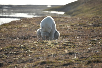 Polar Bear on Wrangel Island