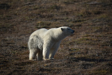 Polar Bear on Wrangel Island