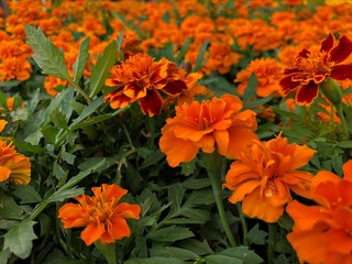 Medium close up of orange and red marigolds in a garden