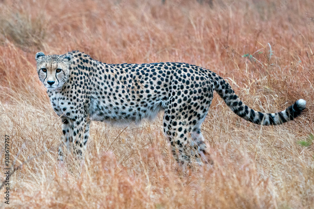 Wall mural cheetah portrait in kruger park south africa while hunting