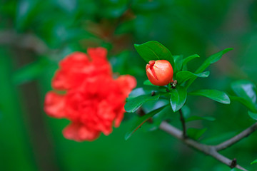 Pomegranate flowers in the park